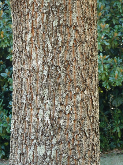 {Quercus acutissima}